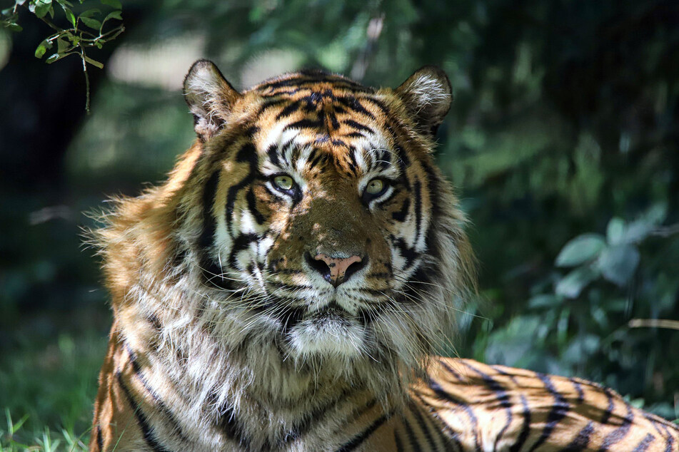 In freier Wildbahn kommt der Sumatra-Tiger ausschließlich auf der indonesischen Insel Sumatra vor.