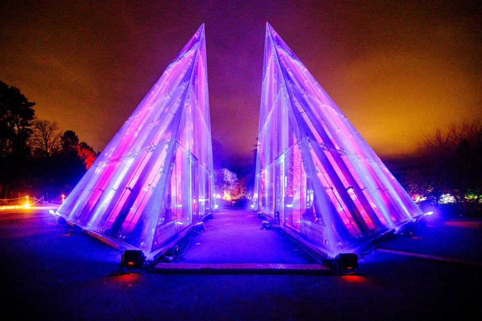 Der Pyramidenzauber, der so nur im Christmas Garden Hamburg zu bestaunen ist, zählt zu den Highlights von Prof. Dr. Dominik Begerow, Direktor des Botanischen Gartens.