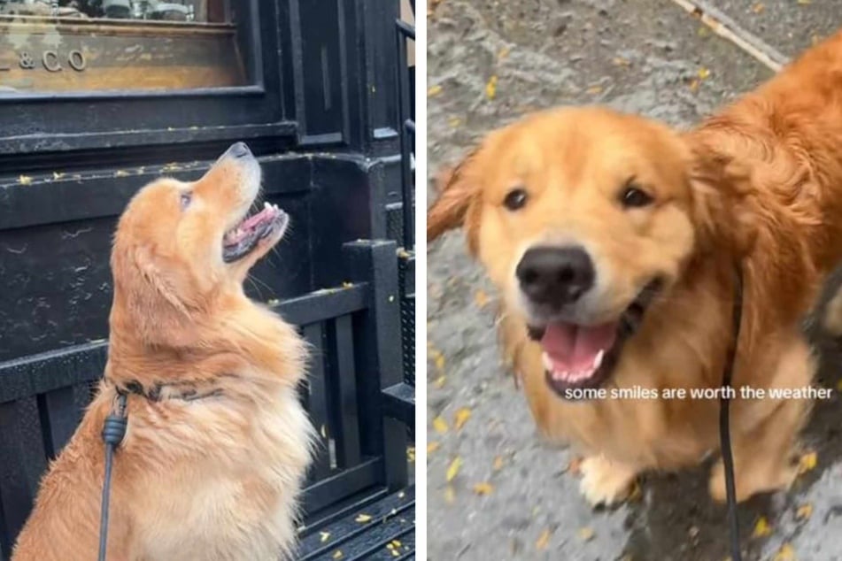 Dog's sweet reaction to rainy day is nothing short of magical: "Some smiles are worth the weather"