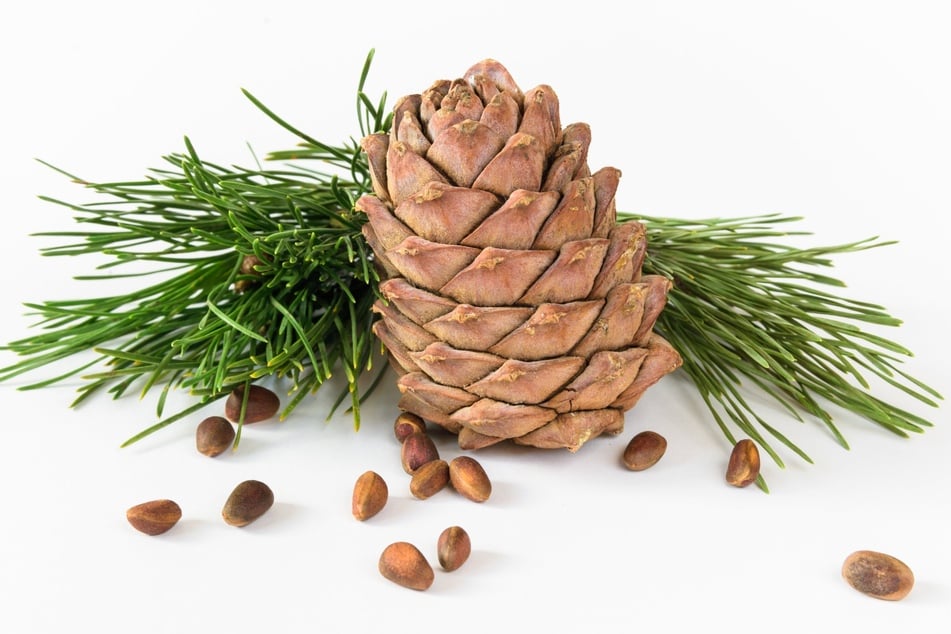 Daring pine nut harvesters climb to great heights to get pine cones' precious seeds.