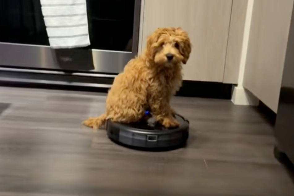 While some dogs run away from household appliances, the little Cockapoo simply sits on them and runs around.