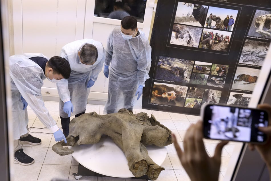 Foto: Michil Yakovlev/Mammoth Museum at the Russian North-Eastern Federal University telegram channel/AP/dpa