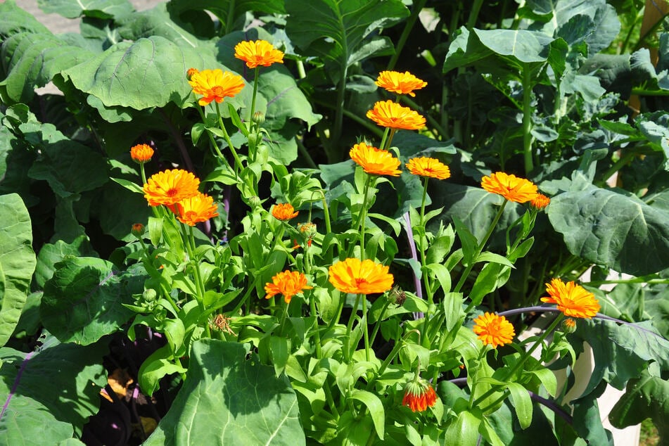 Ringelblumen sollen als Zwischenpflanzen neben Kartoffeln und Kohl Drahtwürmer fernhalten.