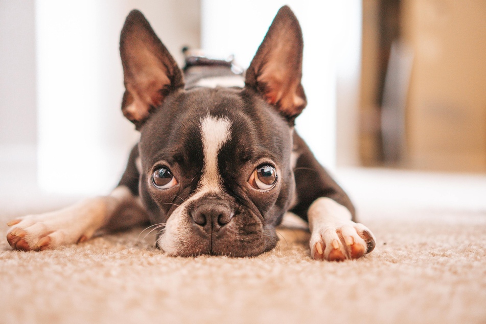 Boston Terriers won't take up much space in a small apartment.