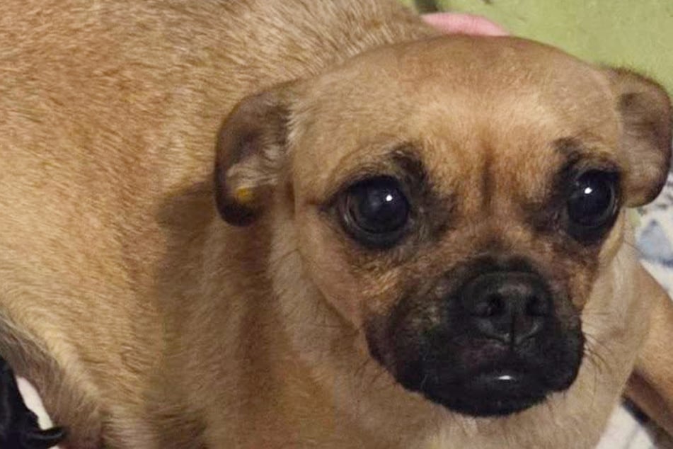 Als Frau die Welpen dieses Hundes sieht, kennt sie kein Halten mehr: "OMG"