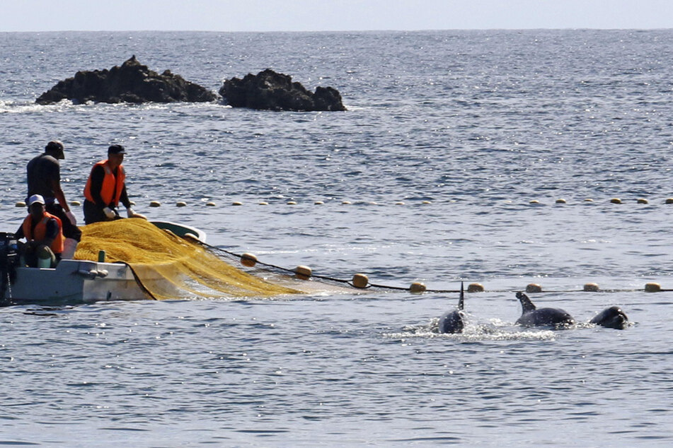 In den Gewässern vor Taiji findet die erste Treibjagd der Saison auf Delfine und andere Kleinwale statt.