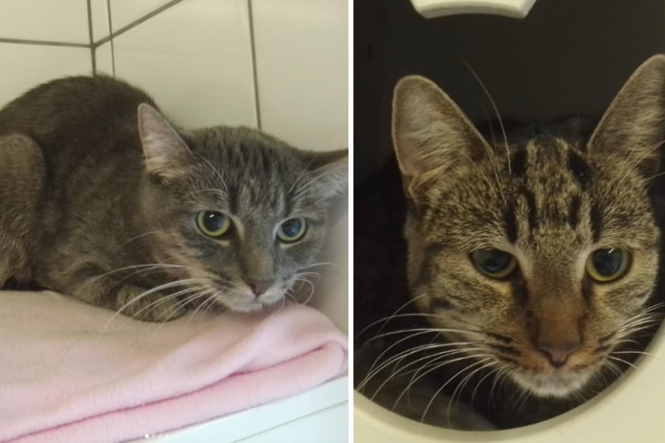 Tierheim schockiert! Besitzerin lässt 25 Katzen eiskalt in Müll-Wohnung zurück