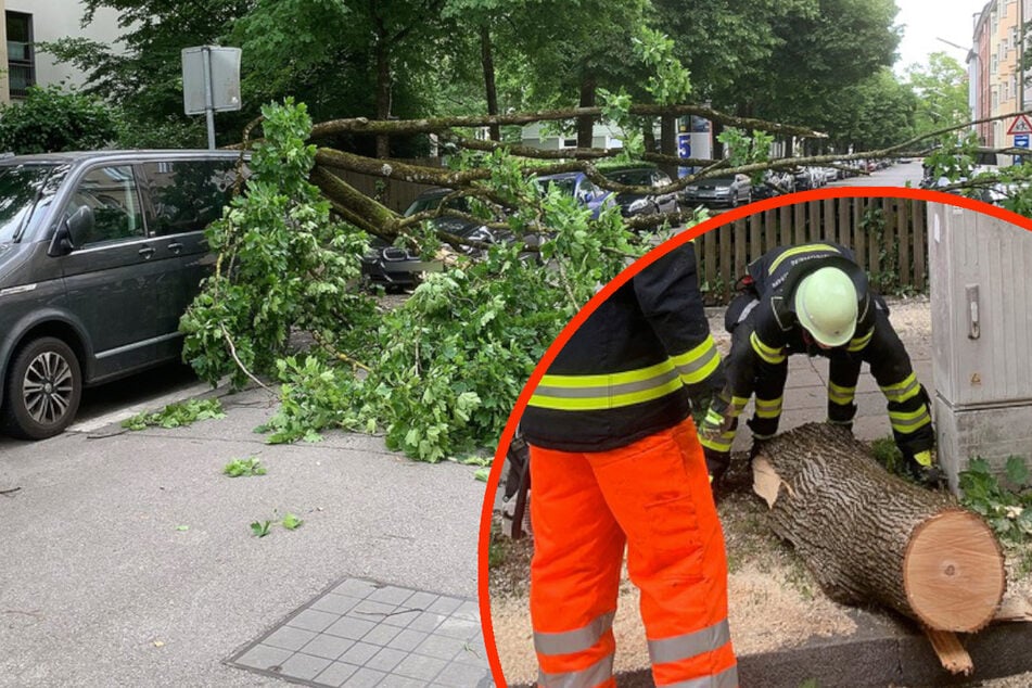 München: 10-Meter-Ast kracht auf Autos und blockiert Straße