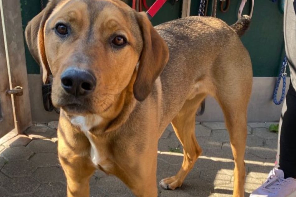 Hund Luke würde sich sehr über Paten oder sogar ein richtiges Zuhause freuen.