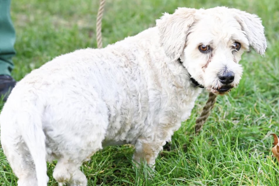 Der Mischling läuft problemlos und entspannt an der Leine.