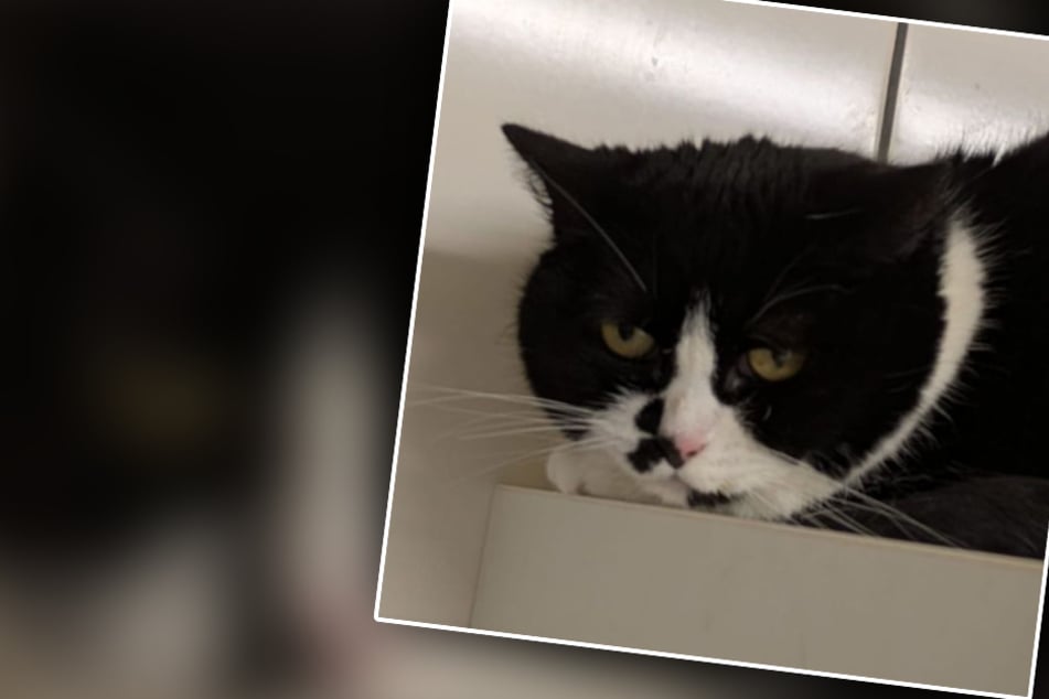Ausgesetzte Katze bricht Tierrettern das Herz: Gibt es ein Happy End für Marella?