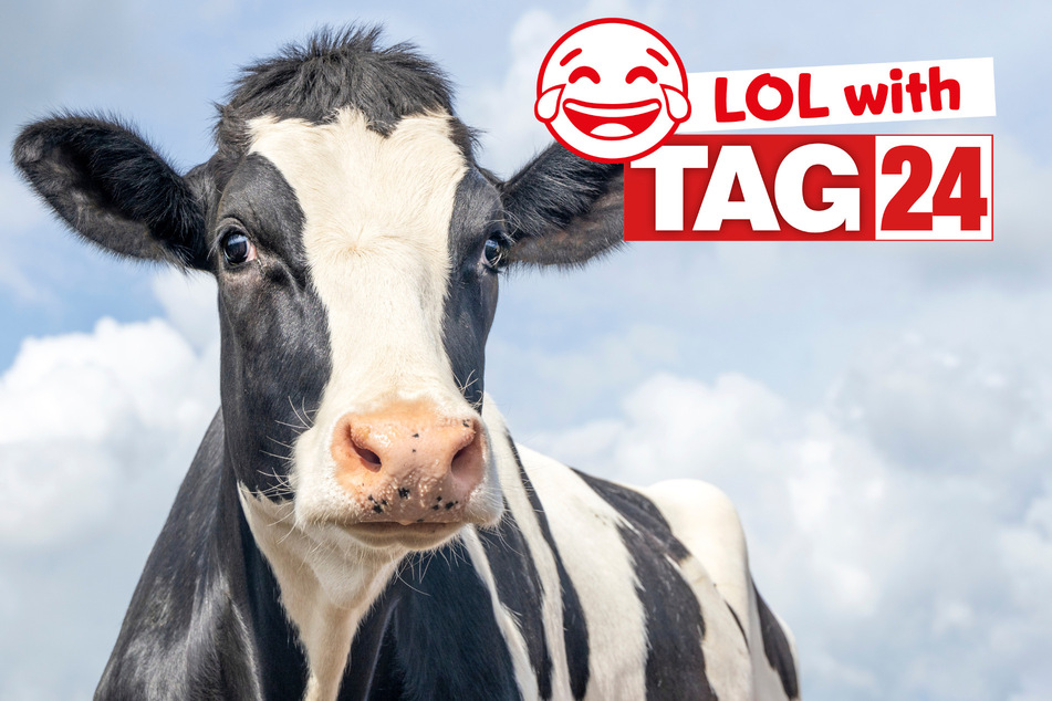 Today's Joke of the Day is cow-tastic!