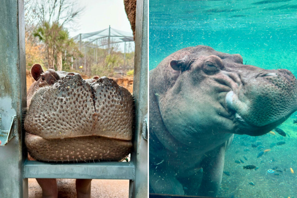 The San Antonio Zoo released a very special hippo poop candle just in time for Valentine's Day!