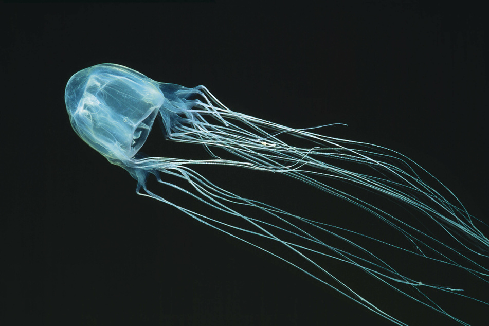 Box jellyfish are transparent and have a box-shaped bell with four corners.