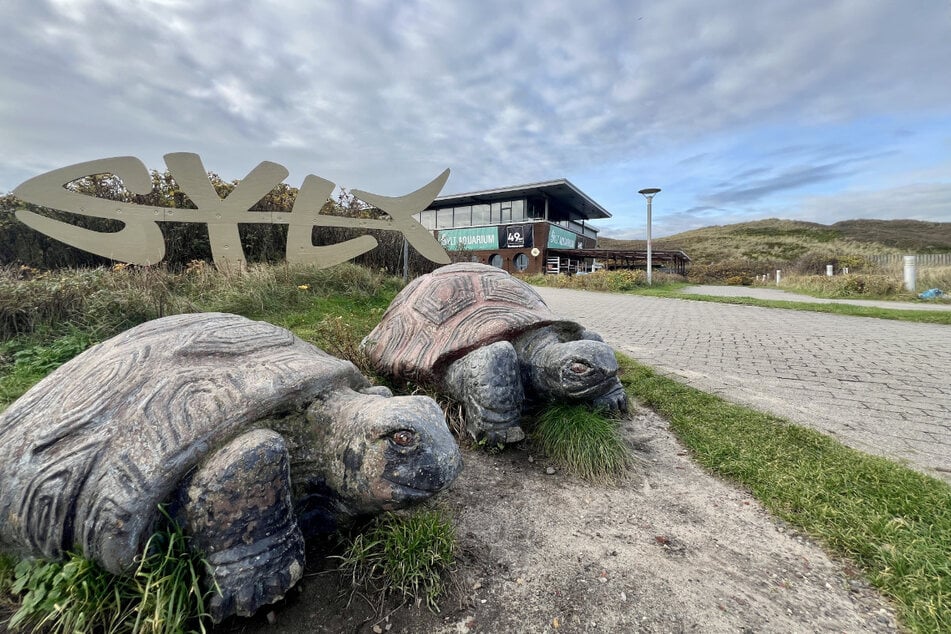 Die Schildkröte wird jetzt in einem Aquarium aufgepäppelt.