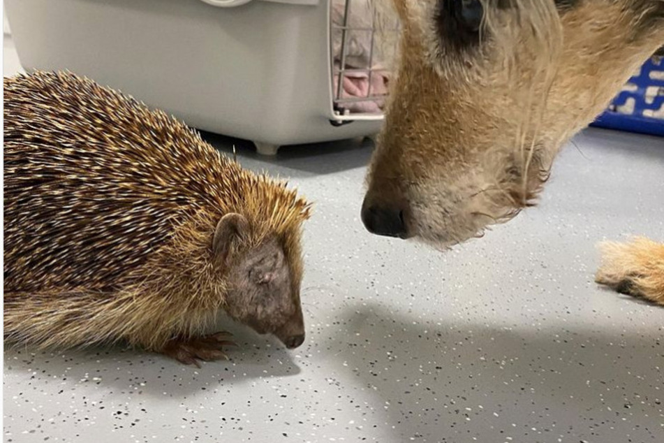 Der kleine Igel wird von einem Bürohund im Tierheim Bergheim beschnuppert.