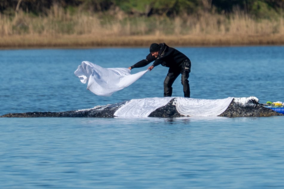 Ein Mitglied des Rettungsteams war vor wenigen Minuten auf einem Stand-up-Paddle beim Wal, um das Tier erneut mit feuchten Tüchern zu bedecken.