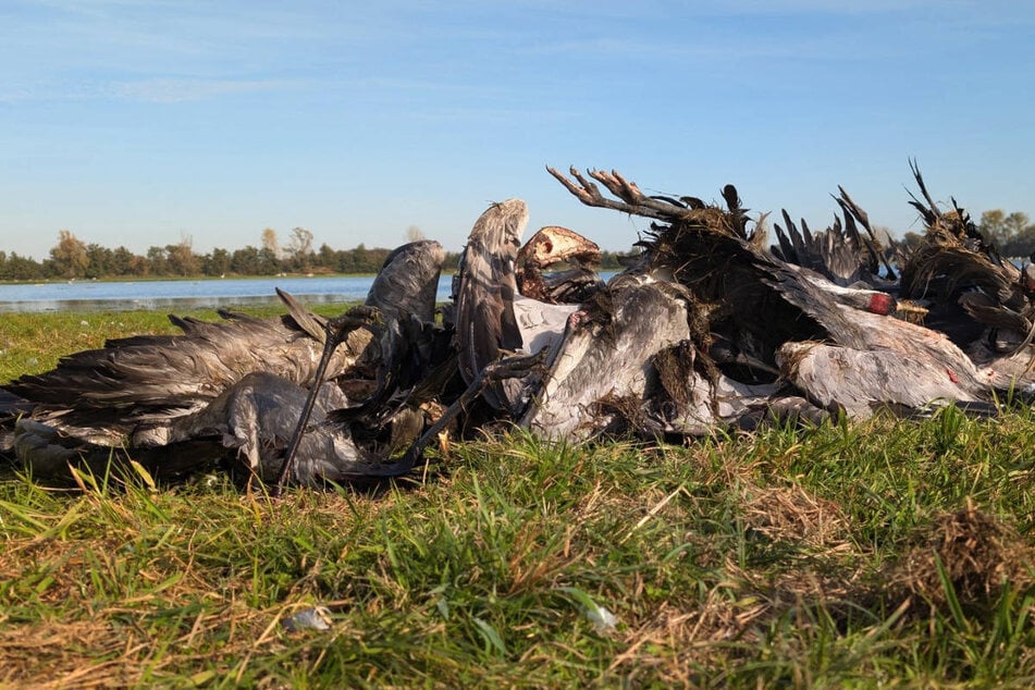 Vogelgrippe in Brandenburg hat schlimme Folgen: "Überall liegen tote Kraniche"