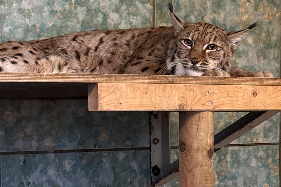 Luchse im Zoo spielen wichtige Rolle: Ihr Nachwuchs soll ausgewildert werden