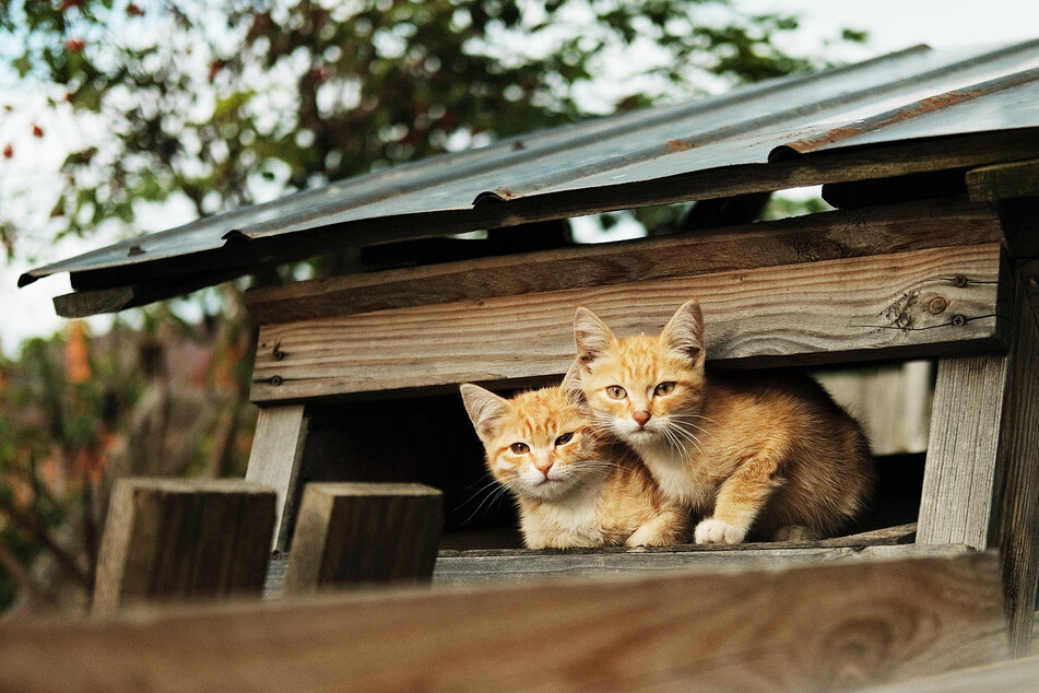 Zwei Katzen schauen vorsichtig aus einem Baumhaus heraus. (Symbolbild)