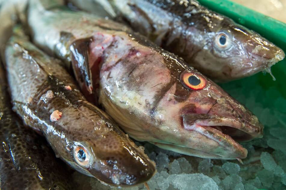 Keine Erholung in Sicht? Dorschbestand in westlicher Ostsee zusammengebrochen