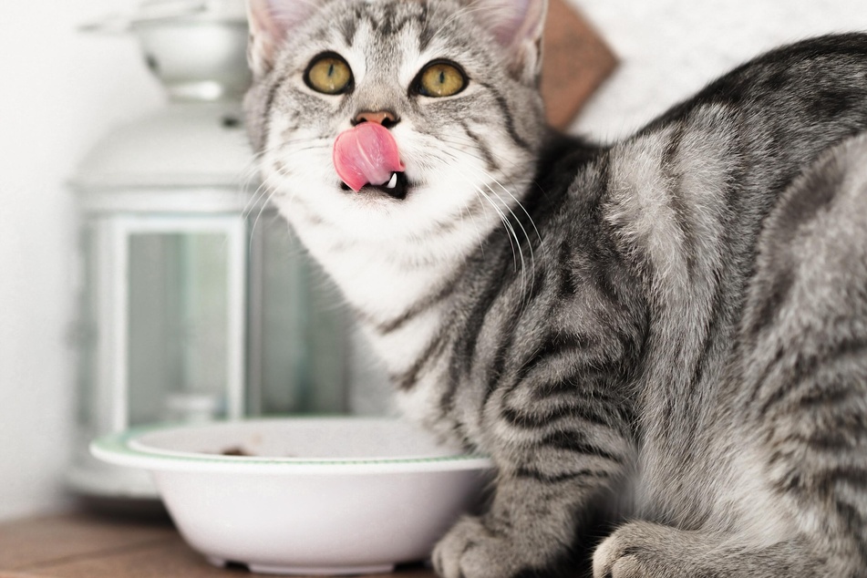 Older cats need specialized food, both for the nutrition and for the taste.