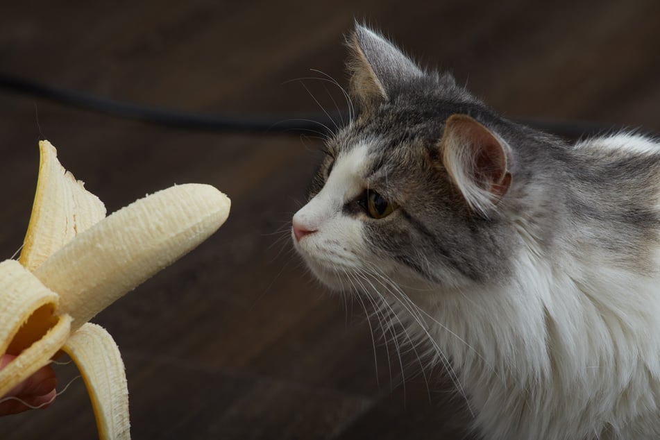 Viele Katzen probieren Bananen nur einmal aus Neugier.