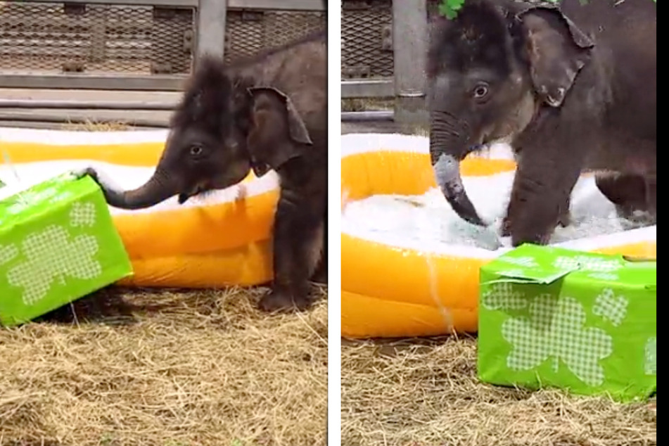 St. Patrick's Day means a very special bath time for these baby elephants!
