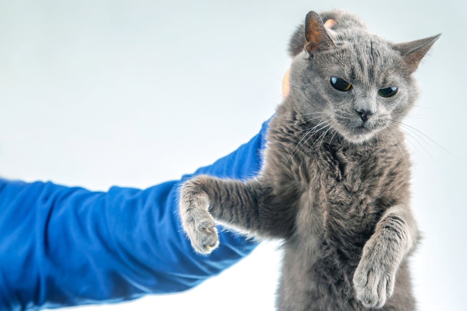 Scruffing a cat: Is it okay, and how to do it safely