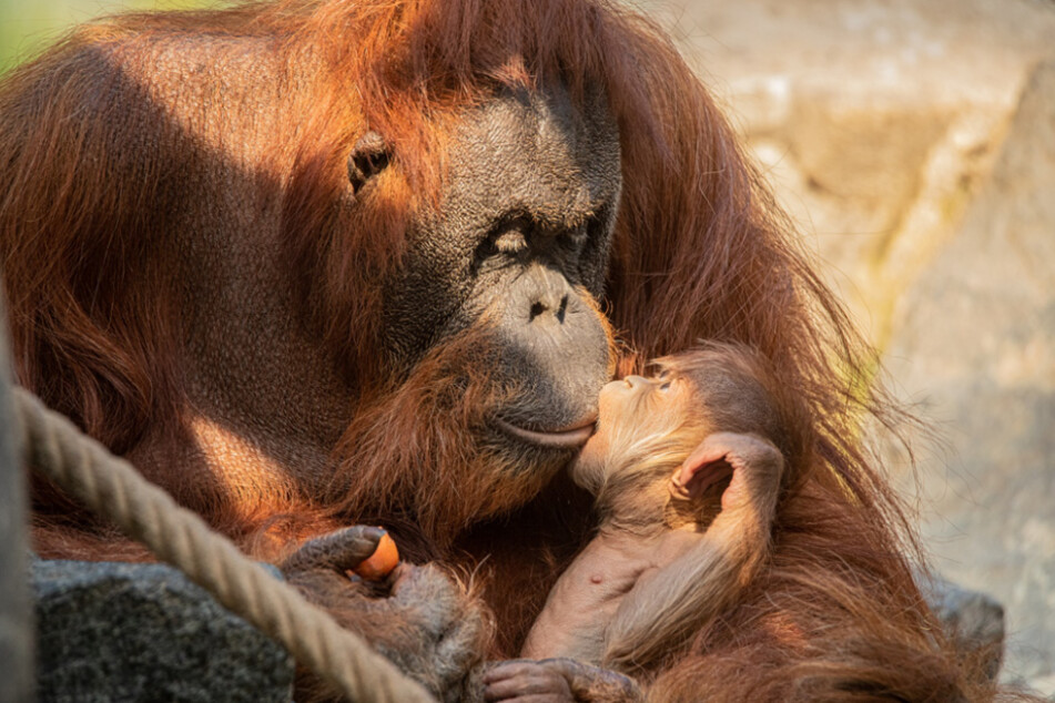 Das Baby knabbert an den Lippen seiner Mutter.