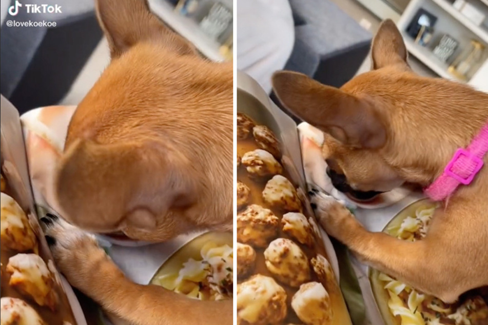 A Chihuahua mix tried to get a taste of a fancy feast featured in a magazine photo spread.