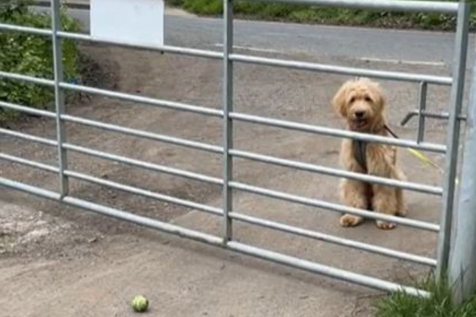 Hund weiß nicht, wie er an Zaun vorbeikommen soll: Unzählige lachen über sein Problem