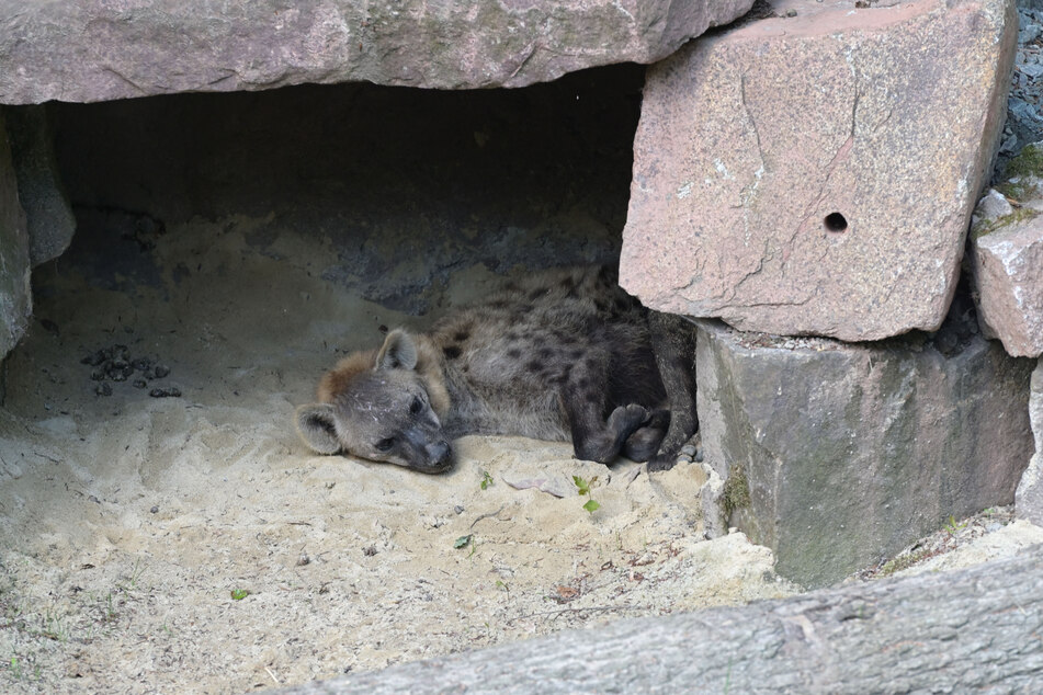 Um 11 Uhr findet eine öffentliche Fütterung bei den Hyänen statt.