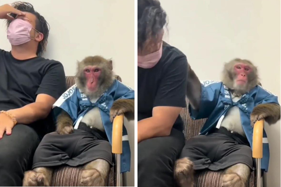 Mann bricht in Tränen aus: Wie der Affe darauf reagiert, ist unglaublich rührend