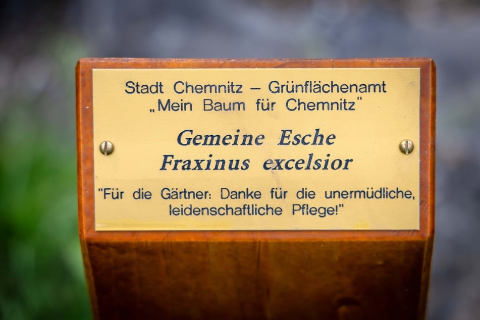 Die Pflanzung war Teil des Projekts "Mein Baum für Chemnitz".