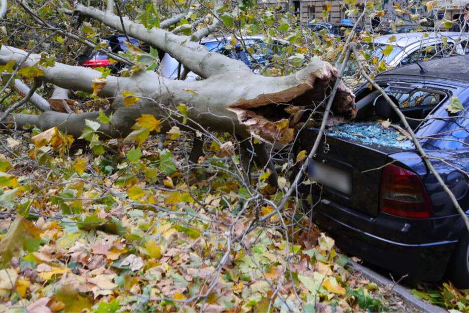 Unwetter-Alarm: Umkippende Bäume zerstören Autos, Zugverkehr eingestellt
