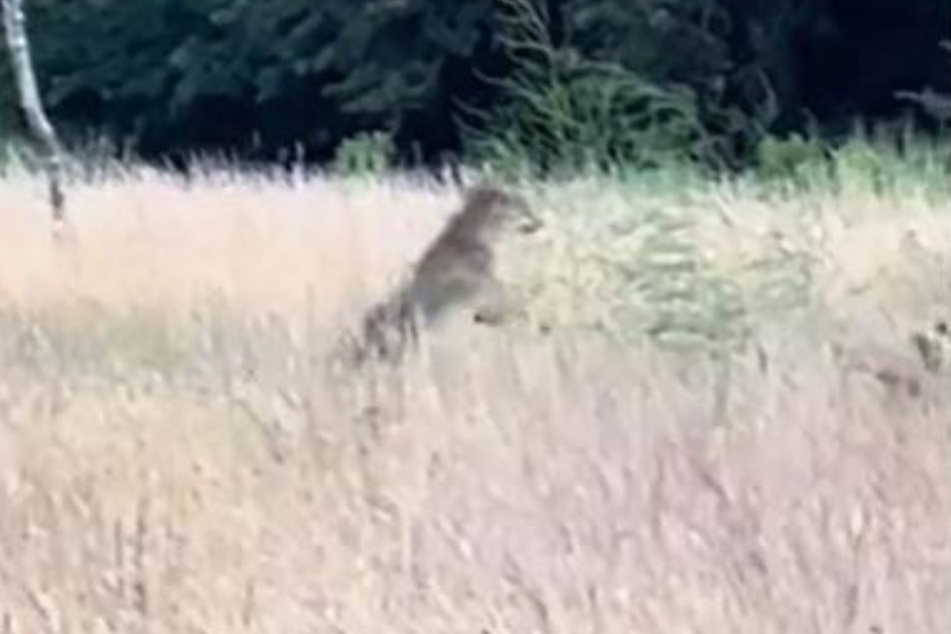 Dog Beau had already hopped like a kangaroo, when a wild coyote suddenly followed suit.