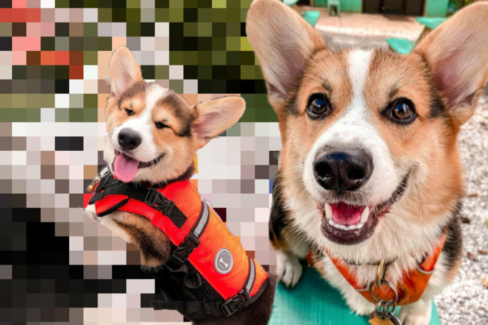 This Corgi is sailing straight into the hearts of his Instagram followers!