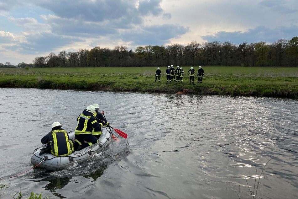 Mit einem Schlauchboot eilten die Feuerwehrmänner dem Rind zu Hilfe.