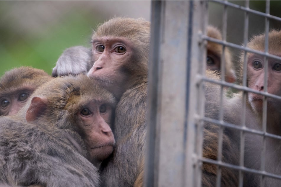 Dozens of monkeys are on the loose in a small town after escaping a research facility, with authorities warning residents to keep doors and windows closed (file photo).