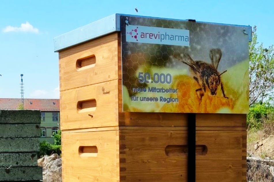 Seit 2022 sorgt ein Bienenvolk bei Arevipharma in Radebeul für Bestäubung, Artenvielfalt und eigenen Honig.