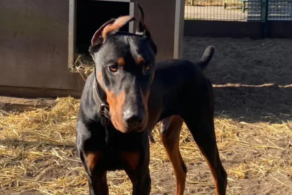 Dobermann Xavier aus dem Hamburger Tierheim sucht ein richtiges Zuhause.