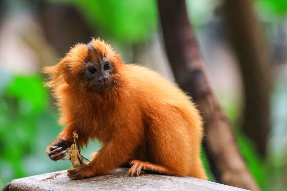 Im Kölner Zoo leben nun zwei goldgelbe Löwenäffchen.