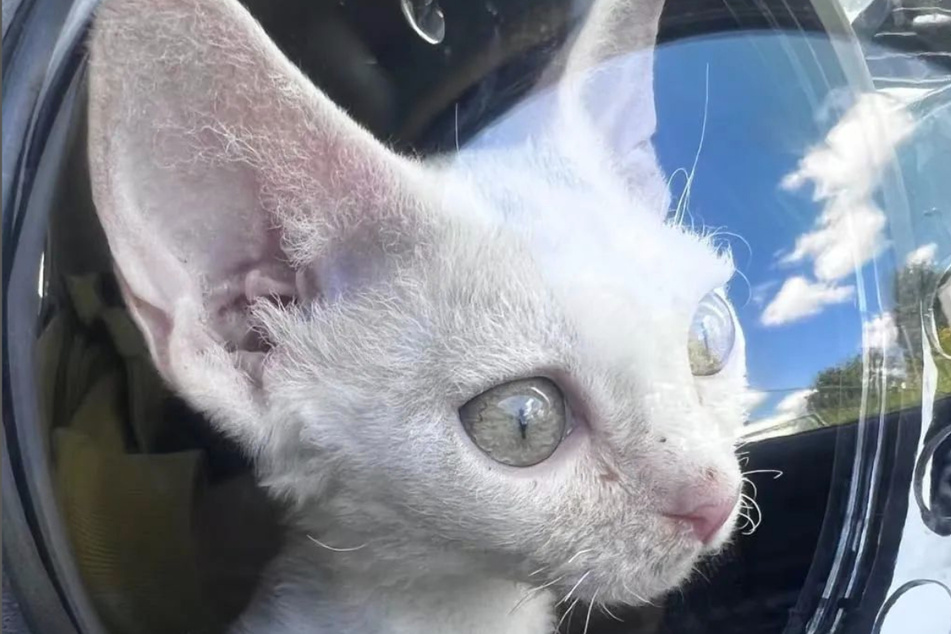 The Devon Rex is a rare cat breed that looks like it comes from a different planet.