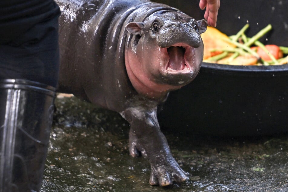 Moo Deng gets unwelcome visit from trespasser in incident caught on video