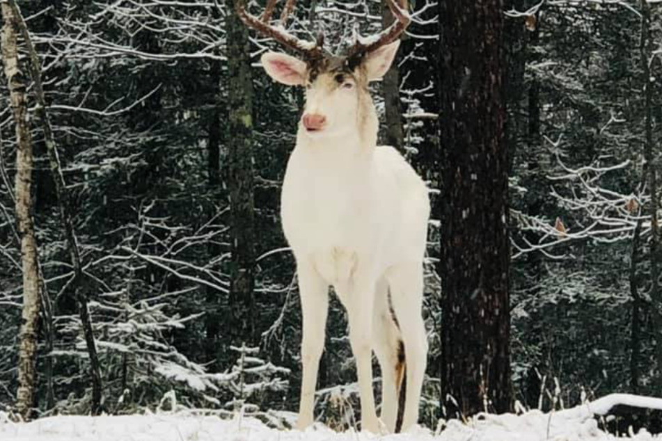 The majestic albino buck is incredibly rare.