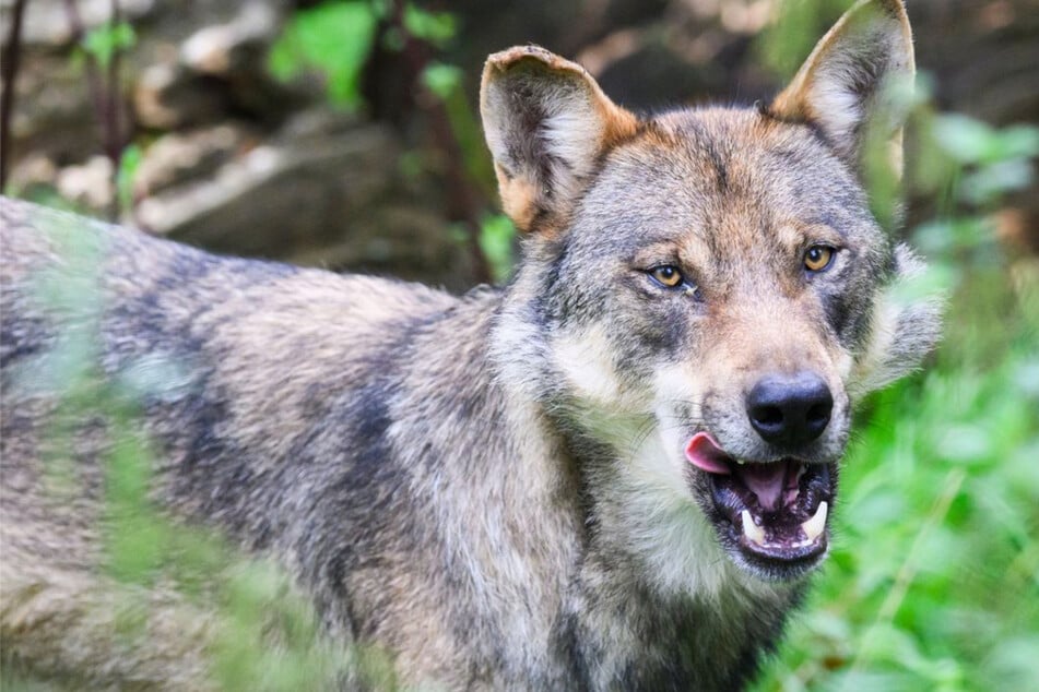 Wölfe: Proben geben Klarheit: Wolf hat Schafe im Nordschwarzwald gerissen