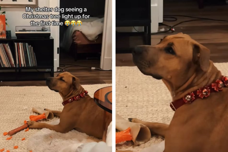 Hündin sieht zum ersten Mal einen Weihnachtsbaum: Ihre Reaktion lässt Herzen schmelzen