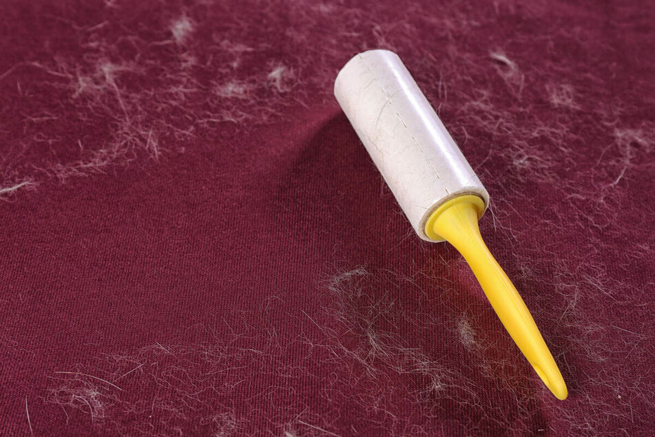 To remove dog hair, many dog owners reach for a lint roller, but there are effective alternatives.