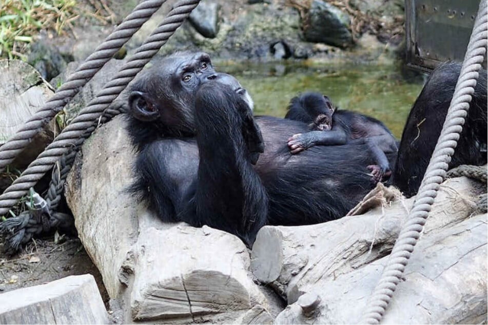 Die Leipziger Schimpansen freuen sich bei 30 Grad und mehr auf ein leckeres Eis.